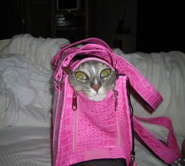 Marilyn Meow - Some Kitties are not fond of their Cat carrier!