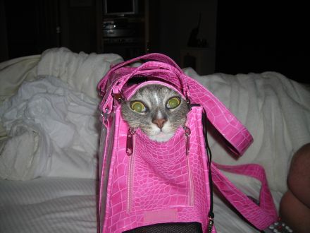 Marilyn Meow - Some Kitties are not fond of their Cat carrier!
