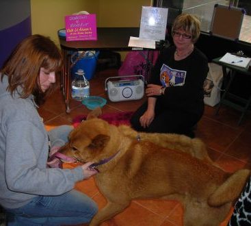 Free Canine Massages - Brook (a chow/pitbull mix) received a free  massage by Theresa during the Three Dog grand opening/fundraiser for animals