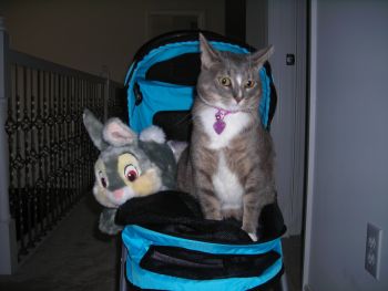 Fundraising time! - Marilyn Meow and her best friend "Thumper" get ready to go to The Partridge Creek Mall for the Viva La Animals fundraiser!