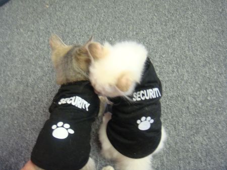 Eye Spy Security Cats - Bella Bond 007 and Bardot dress up in their Secuity outfits and get ready for work.