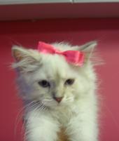 Shelter Cat - Carey's Kitten "Bardot" was adopted from the Macomb County Animal Shelter.  She loves to travel